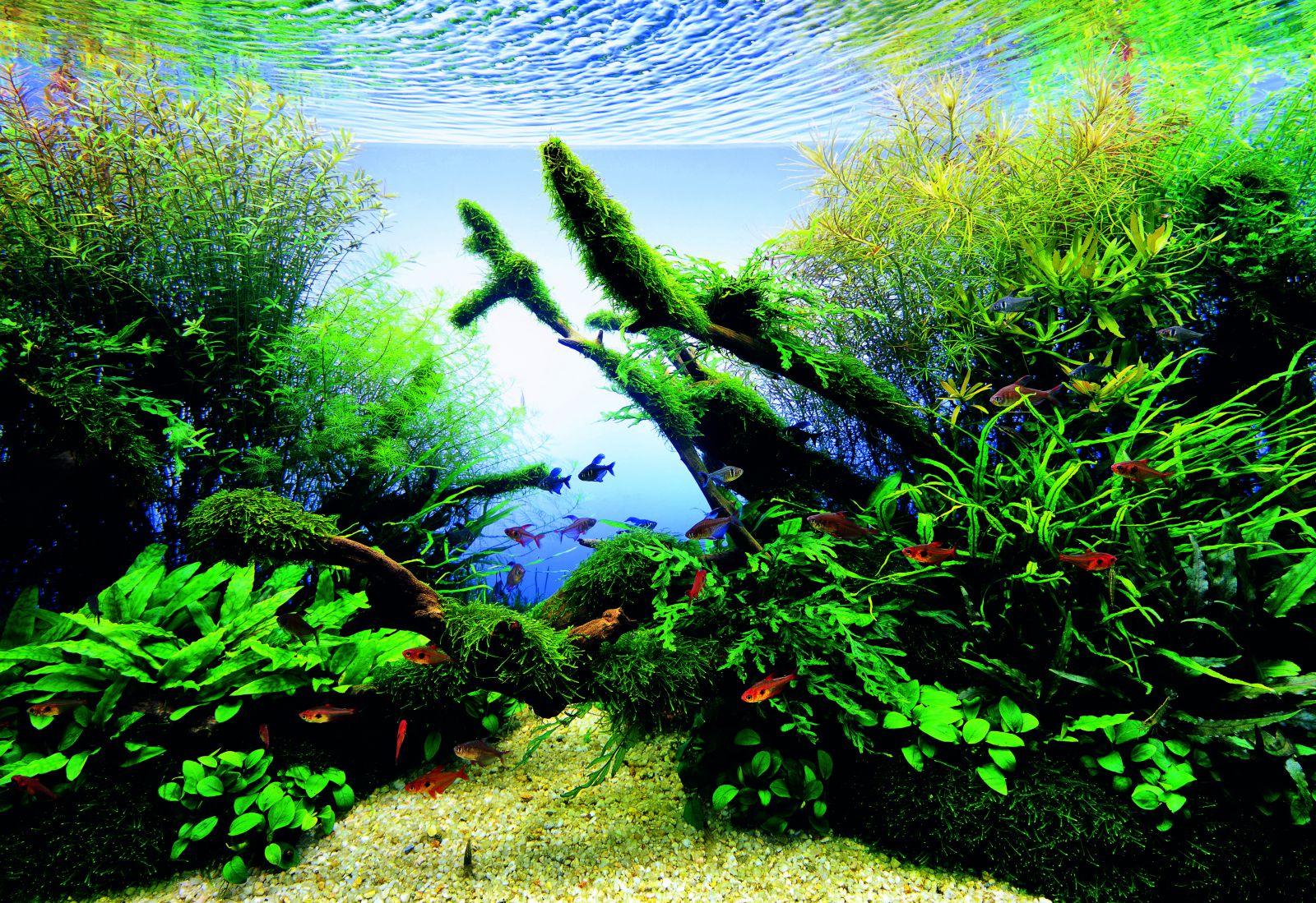 Aquascaping, a complete beginners guide