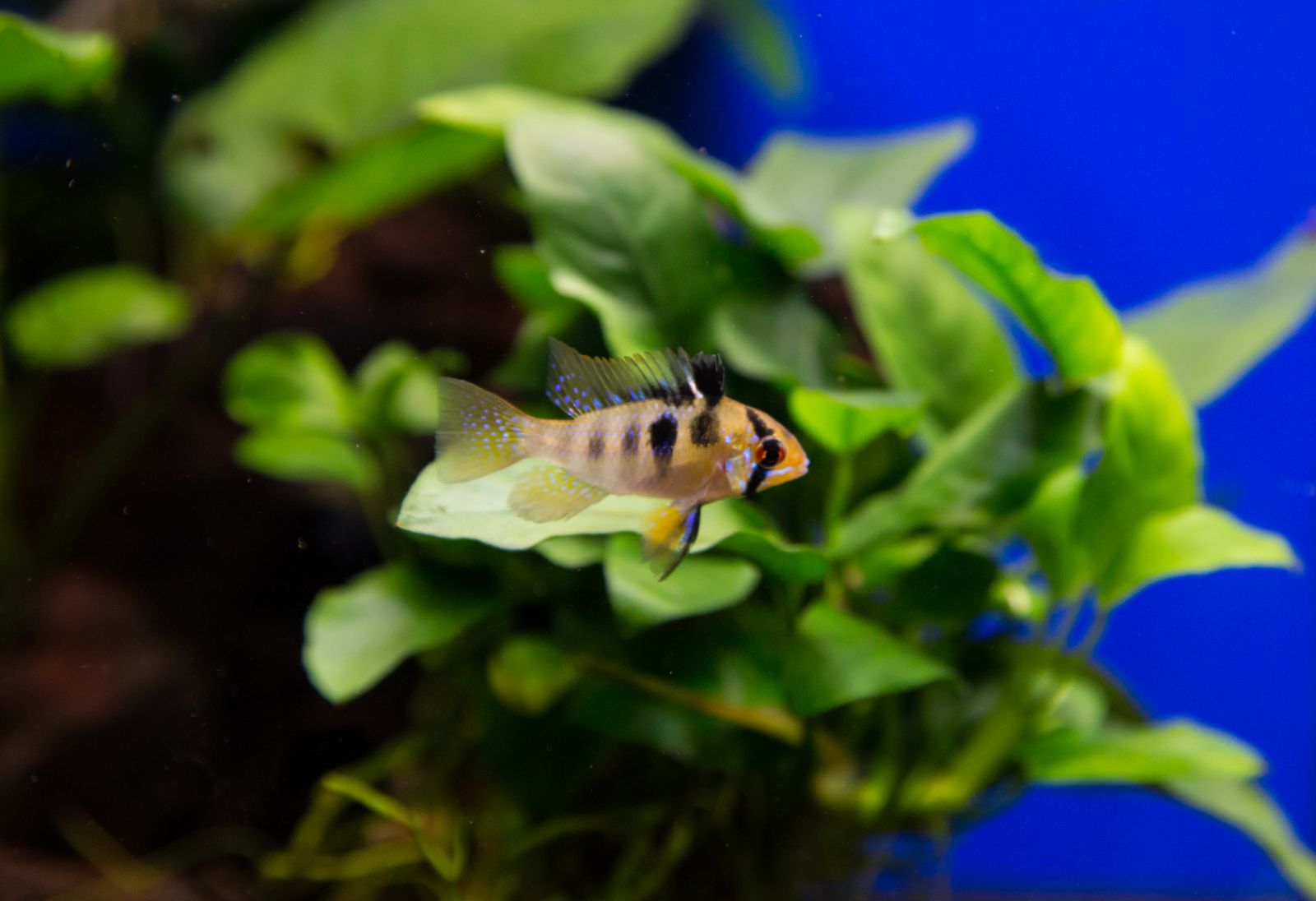 Cichlids in a planted tank - | Aquasabi | Aquasabi - Aquascaping Shop