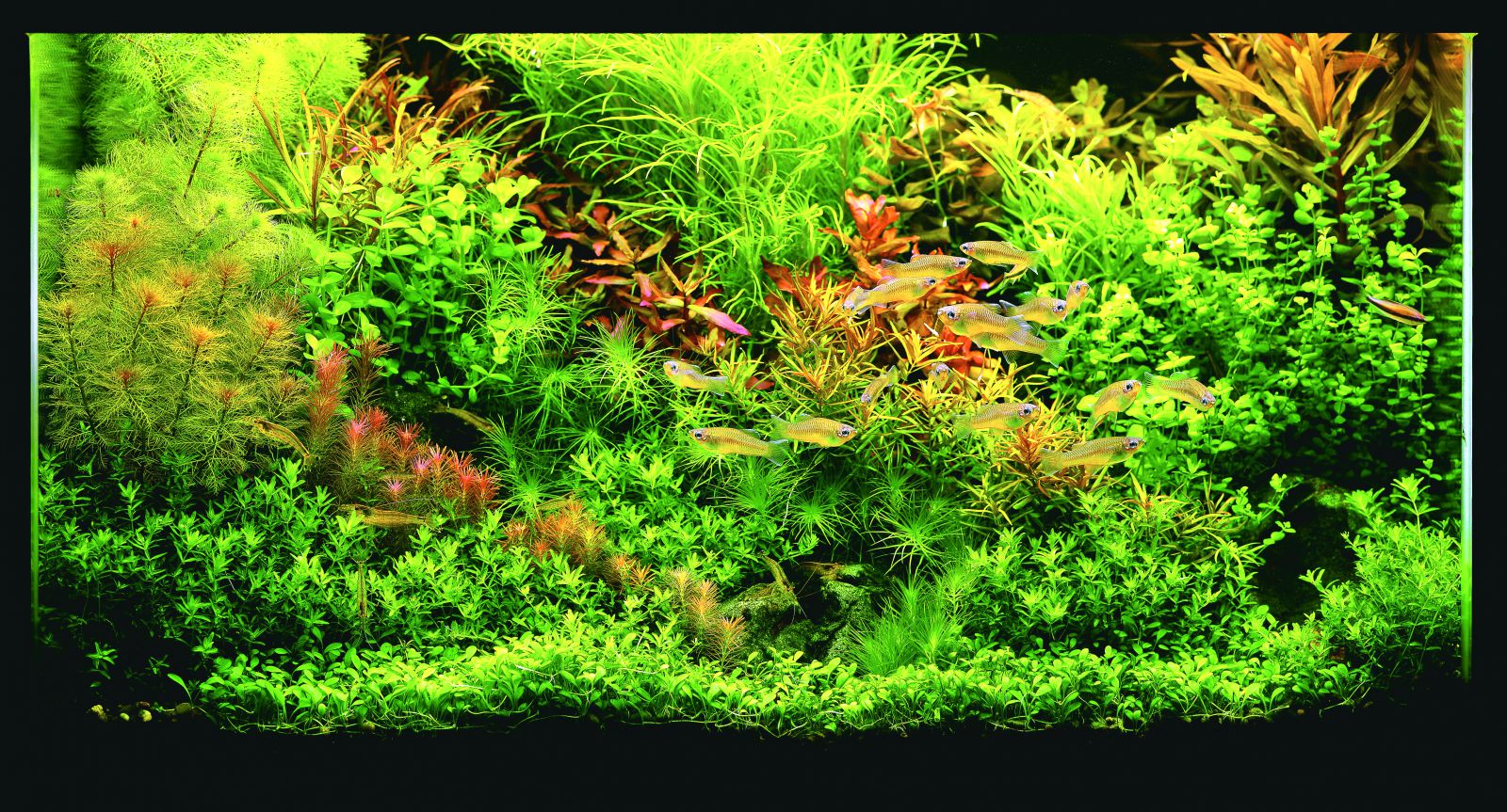 Feel the Beauty of Plant Clusters - | Aquasabi | Aquasabi - Aquascaping ...