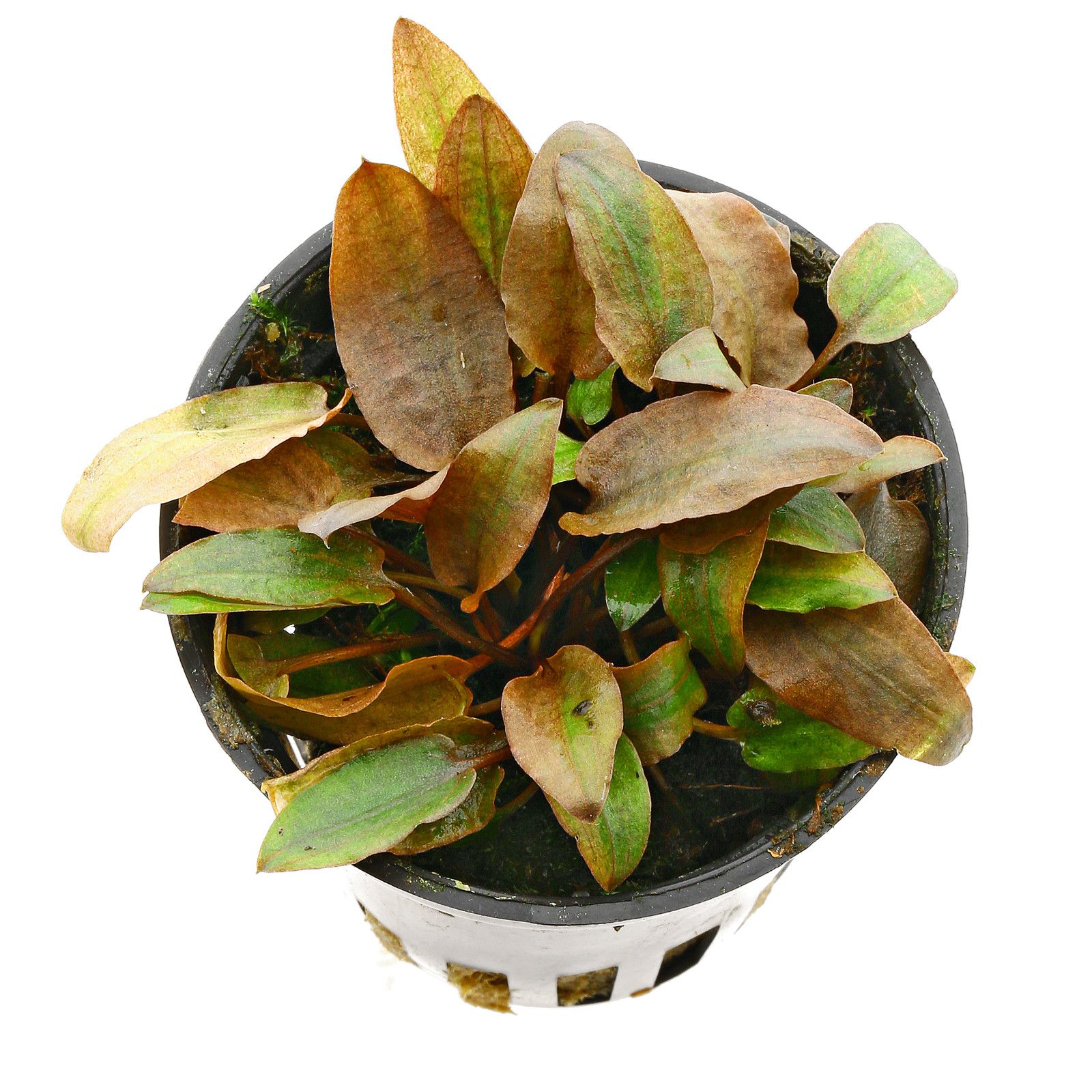 Cryptocoryne beckettii var. Petchii