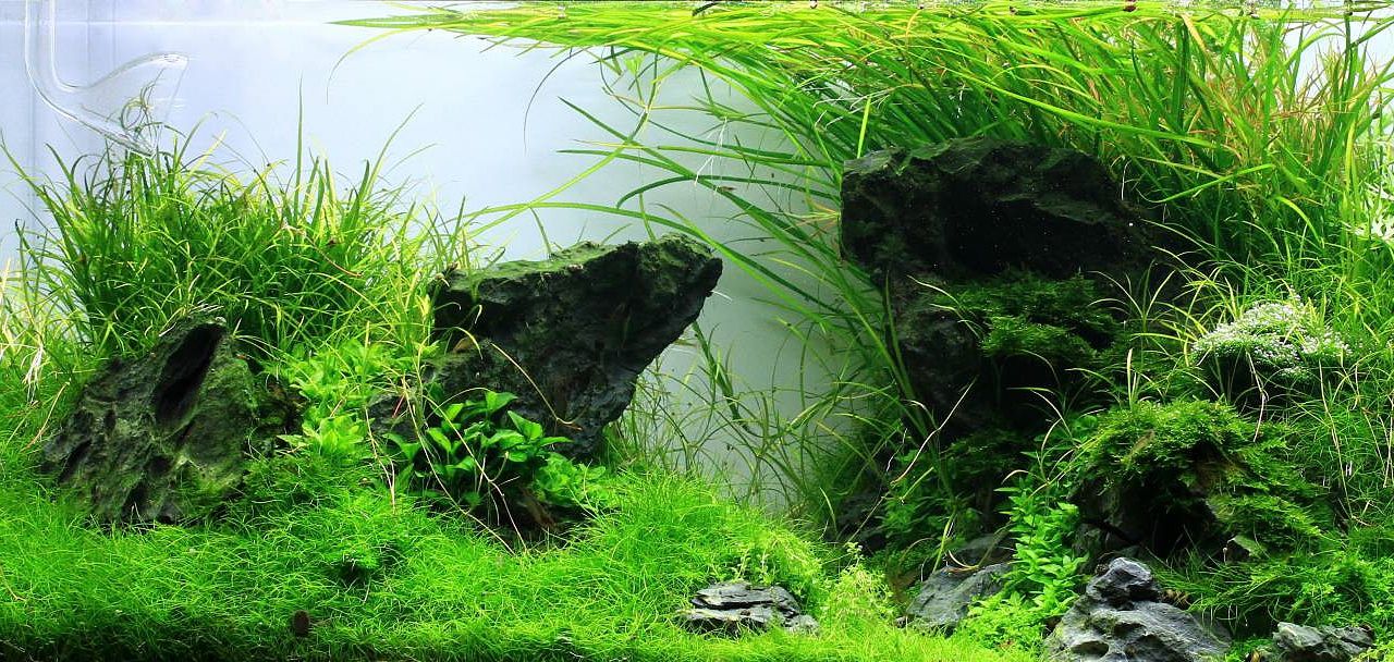 Saudi Arabia Landscapes: Aquascaping Layout Inspirations ...