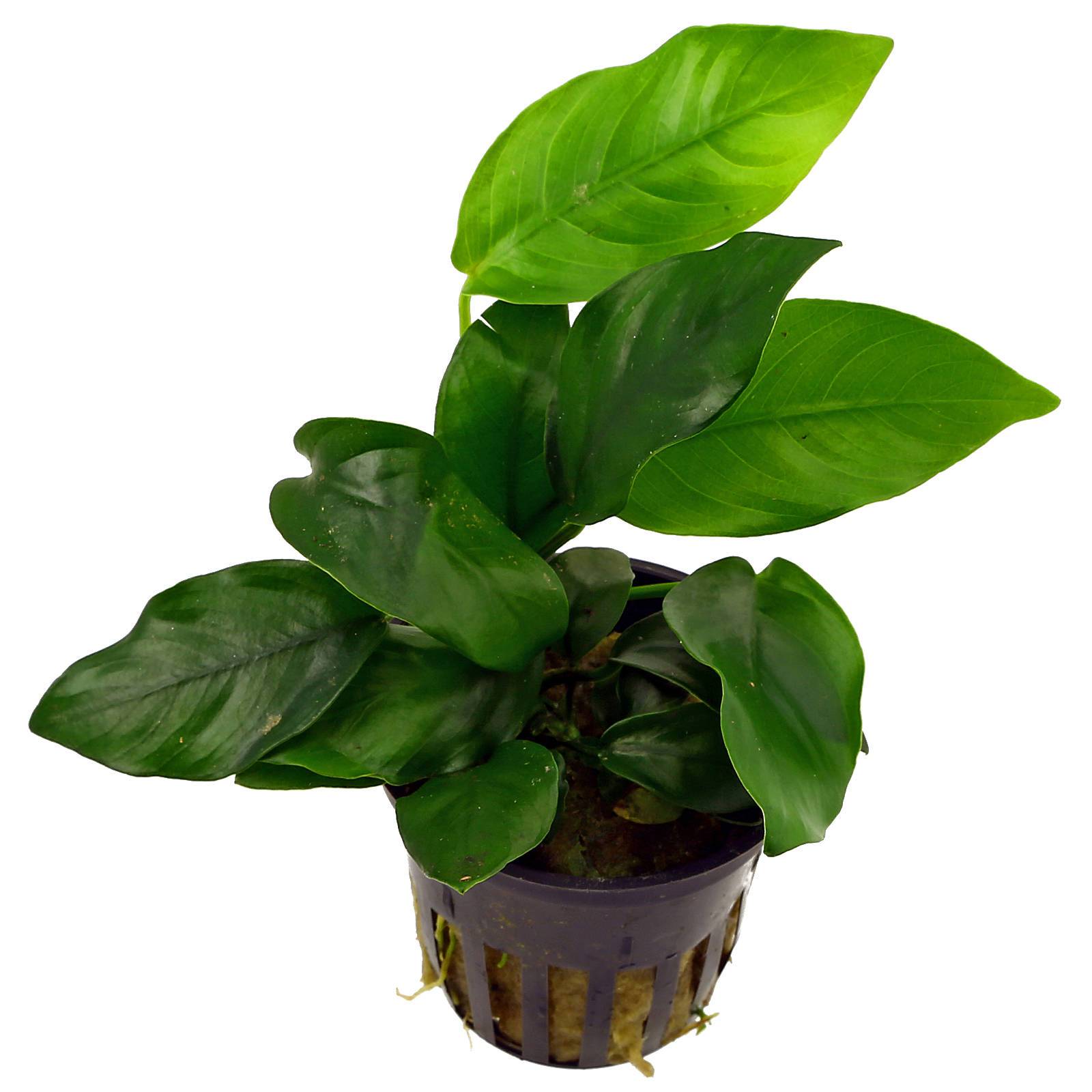 Anubias barteri var. nana plant in an aquarium