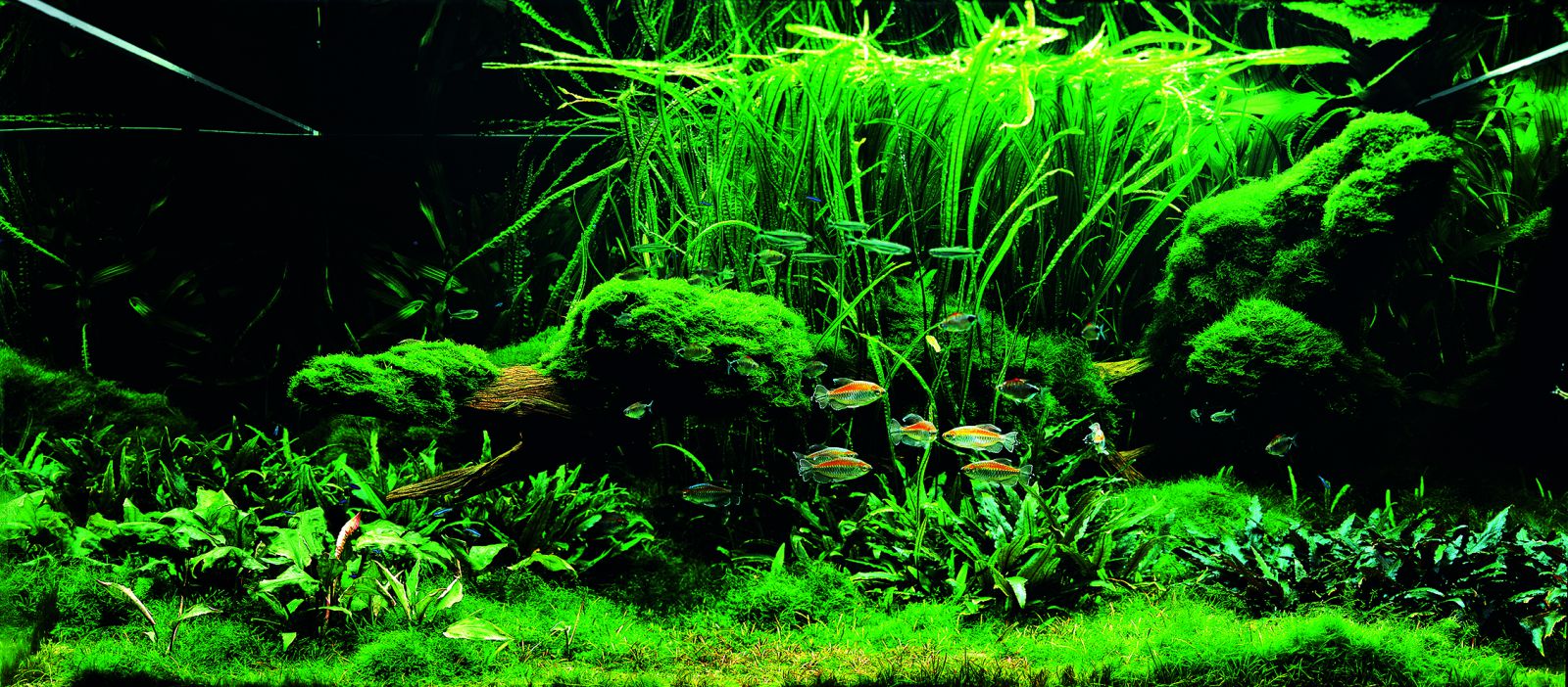 Let´s start with Q: Layout Conception - | Aquasabi | Aquasabi ...