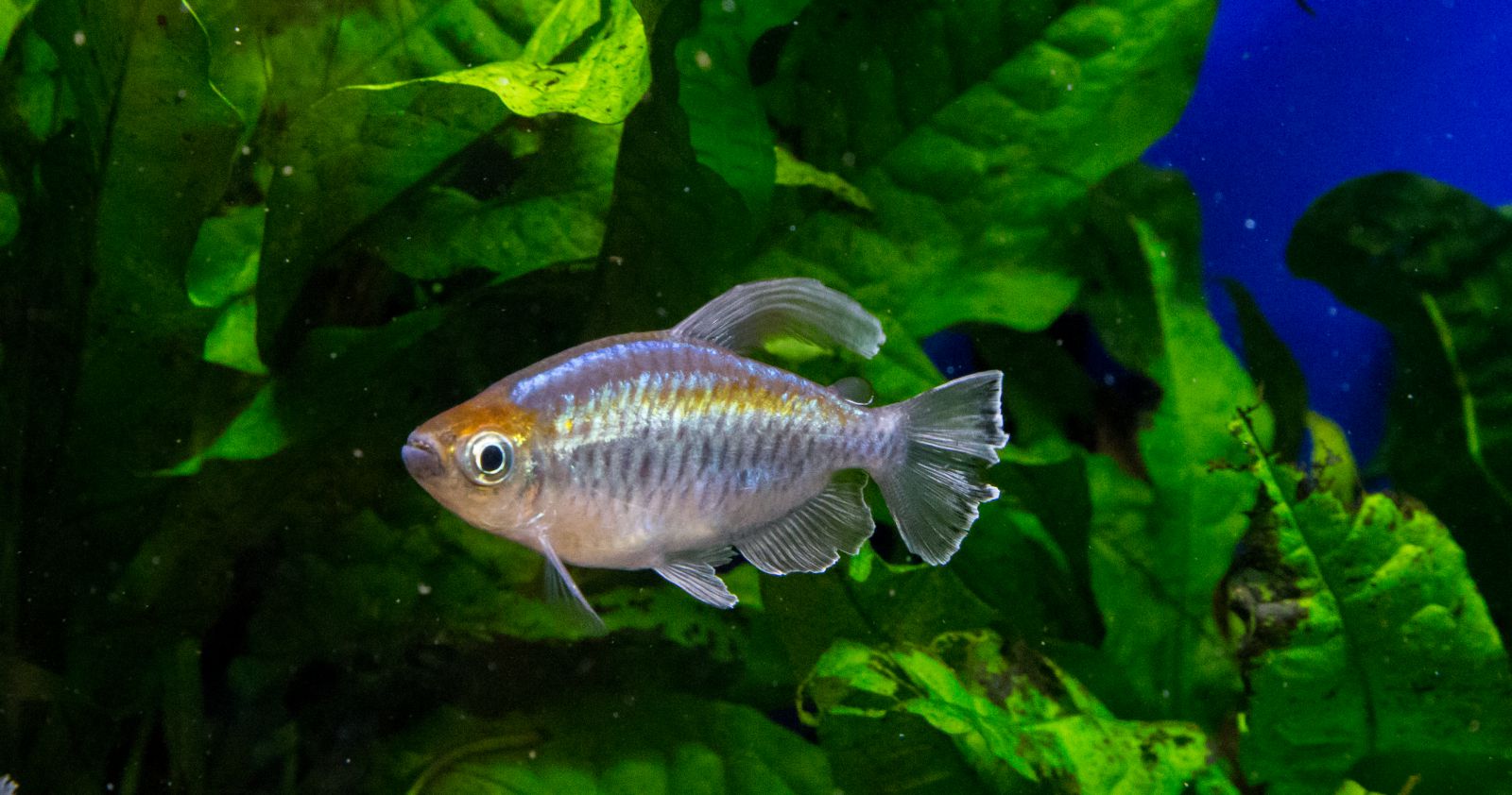 Salmler im Pflanzenaquarium - Aquascaping Wiki