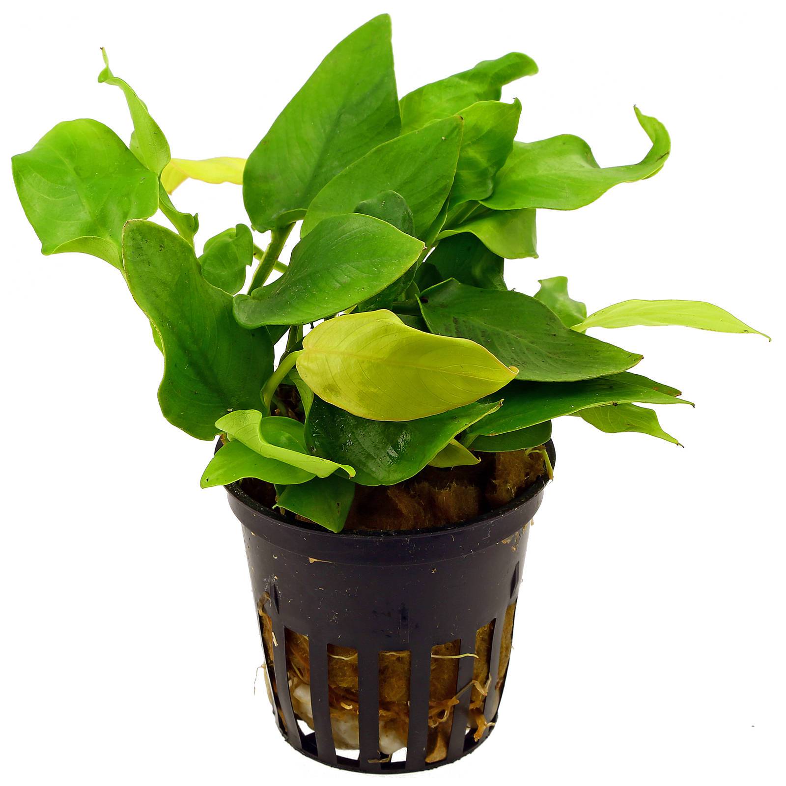  Anubias  barteri var nana Golden  Heart Gold Anubias 