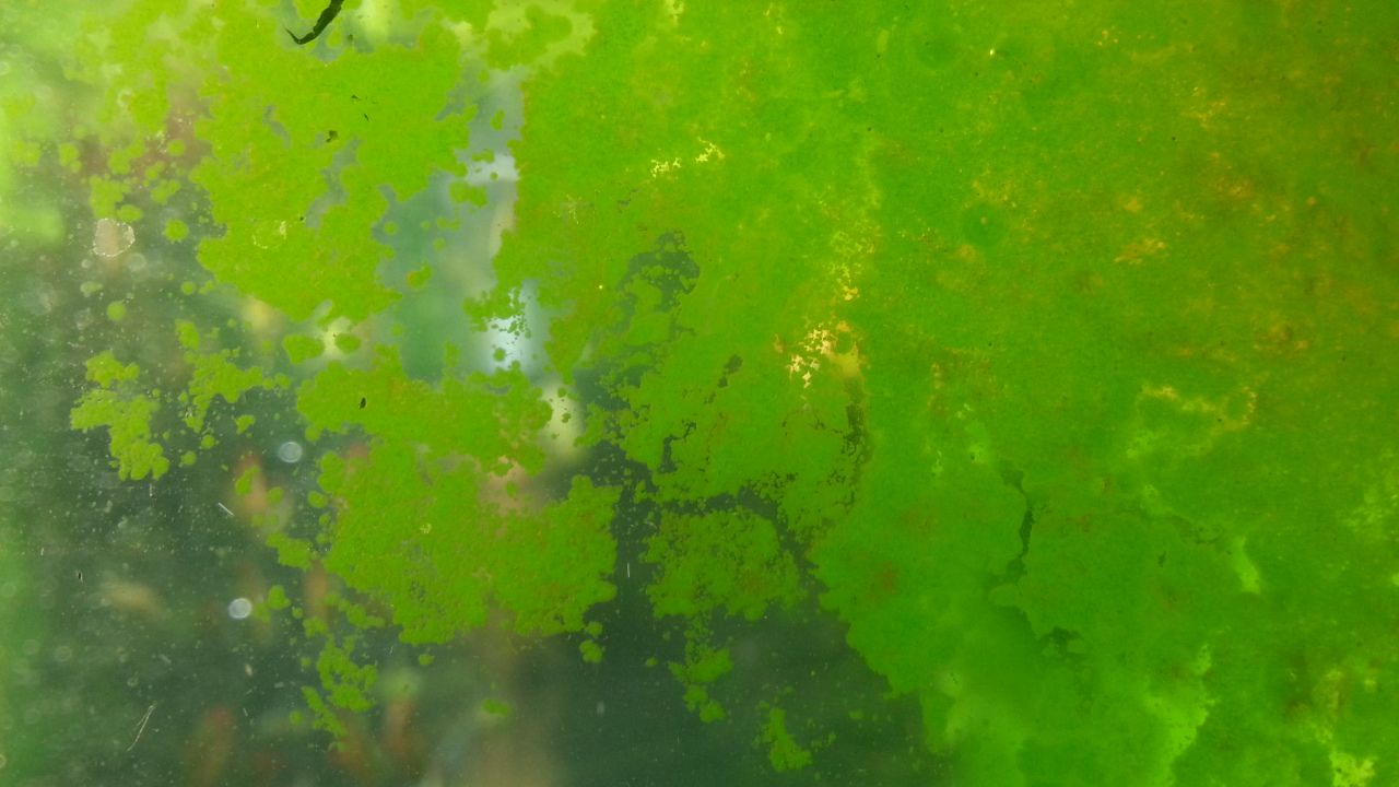 Green algae store on aquarium glass