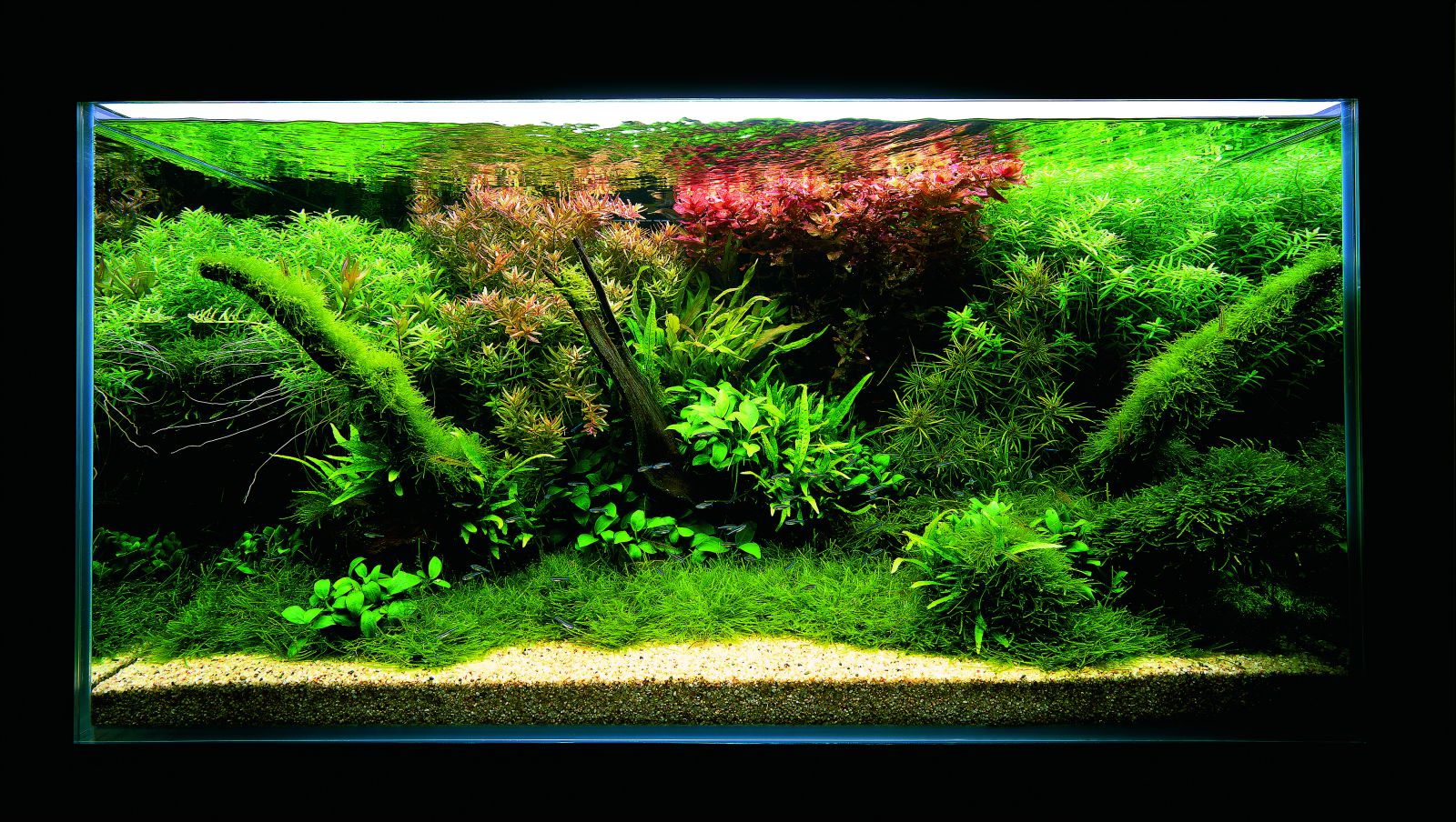 Feel the Beauty of Plant Clusters - | Aquasabi | Aquasabi - Aquascaping ...