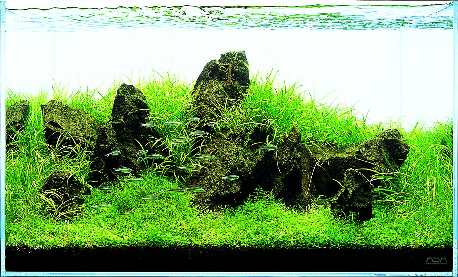 Let's start with A: W60 - | Aquasabi | Aquasabi - Aquascaping Shop