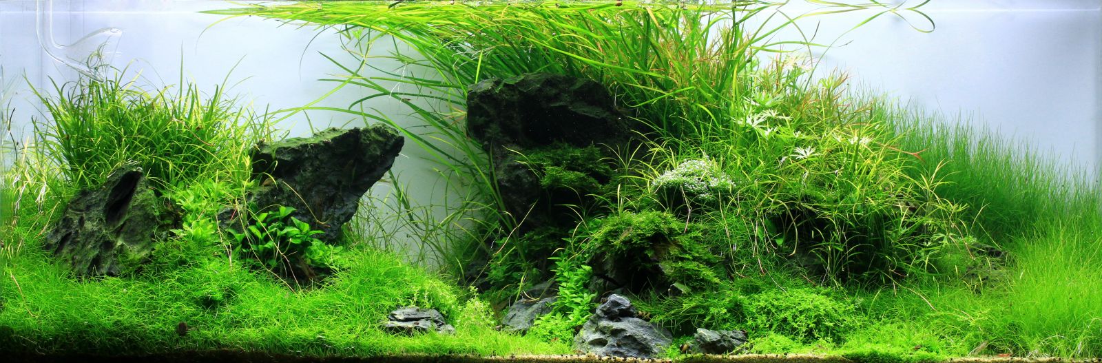 Gramineous plants - | Aquasabi | Aquasabi - Aquascaping Shop