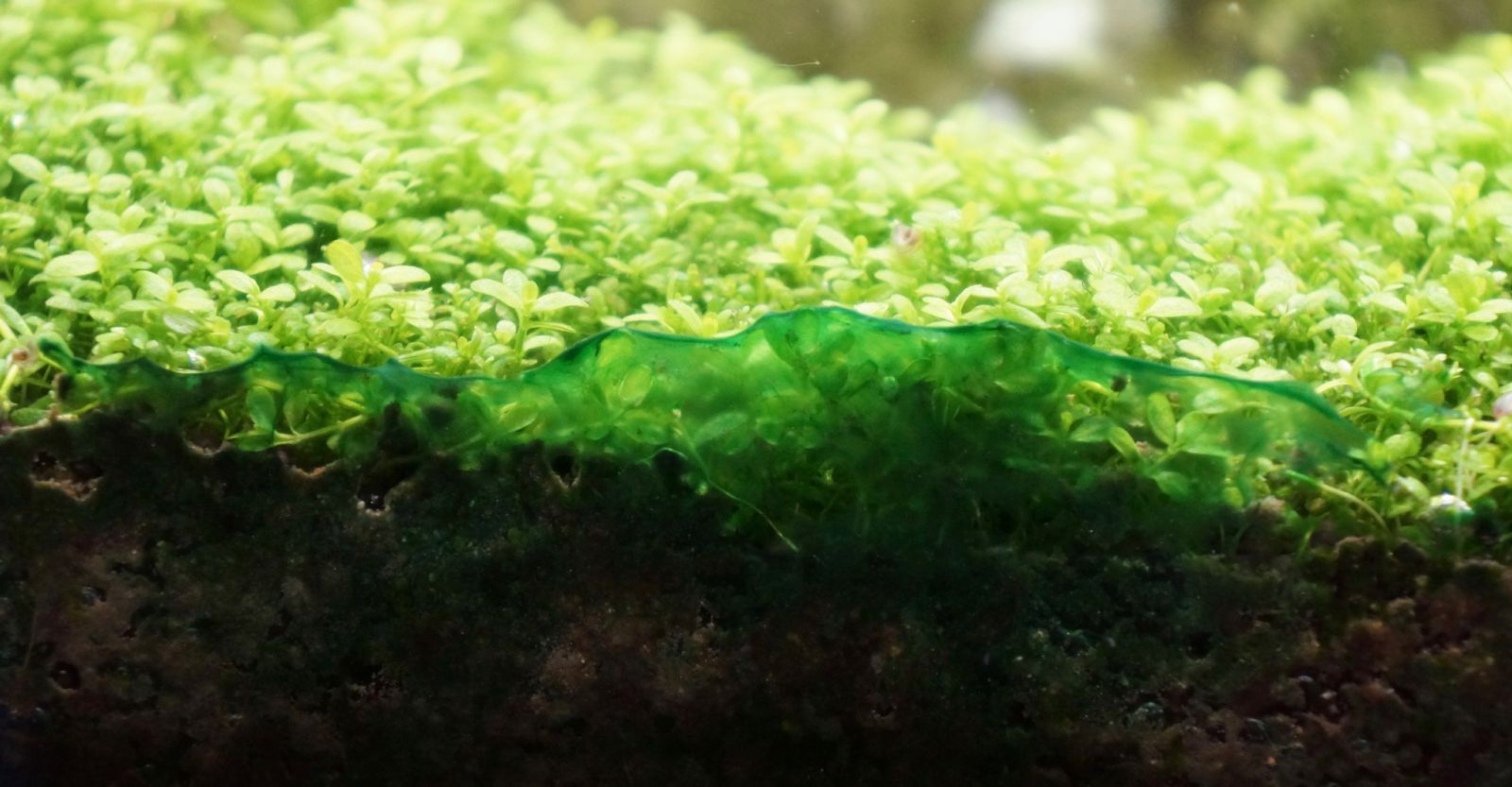 Green algae shop in aquarium