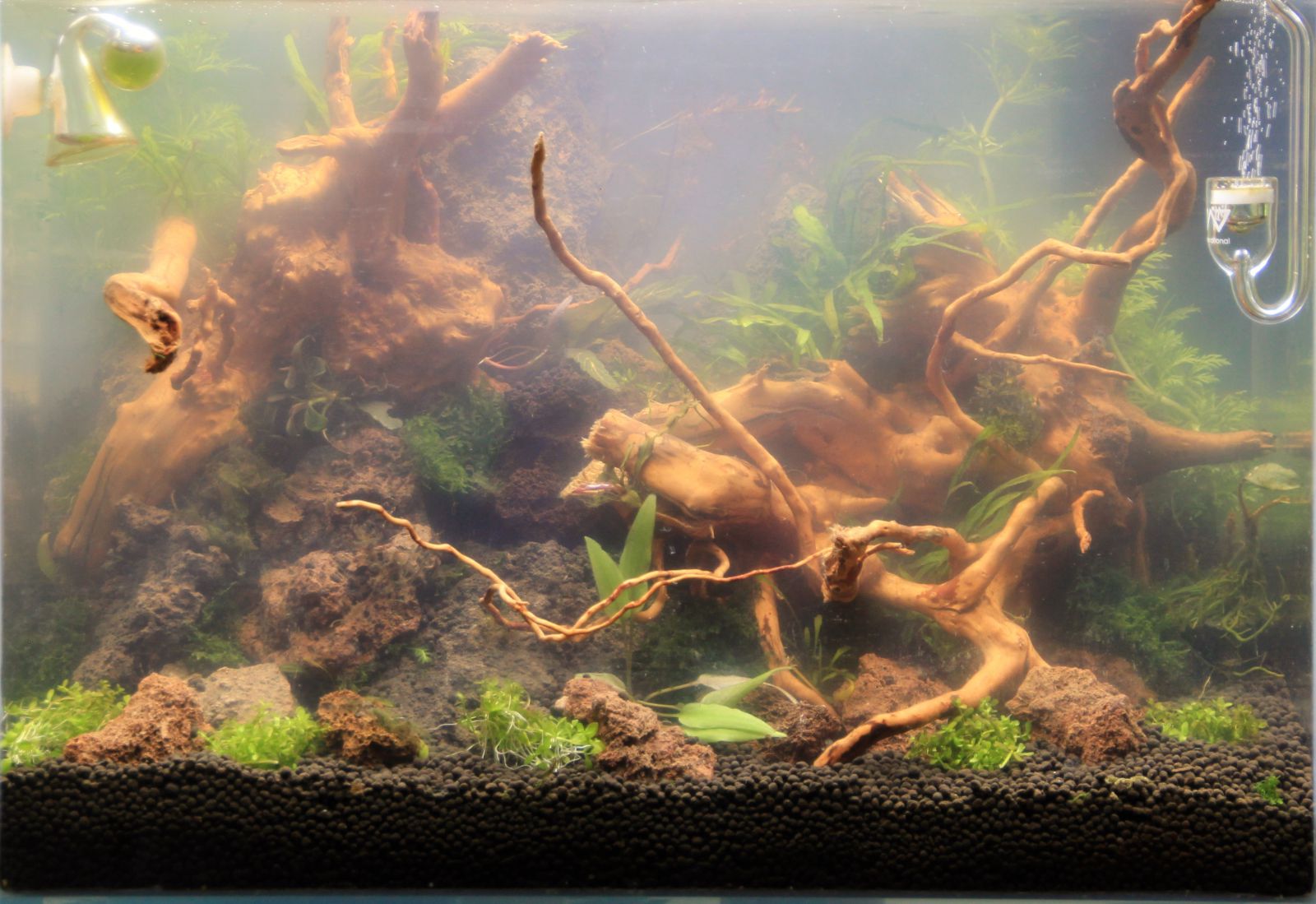 Bacterial bloom -, Aquasabi